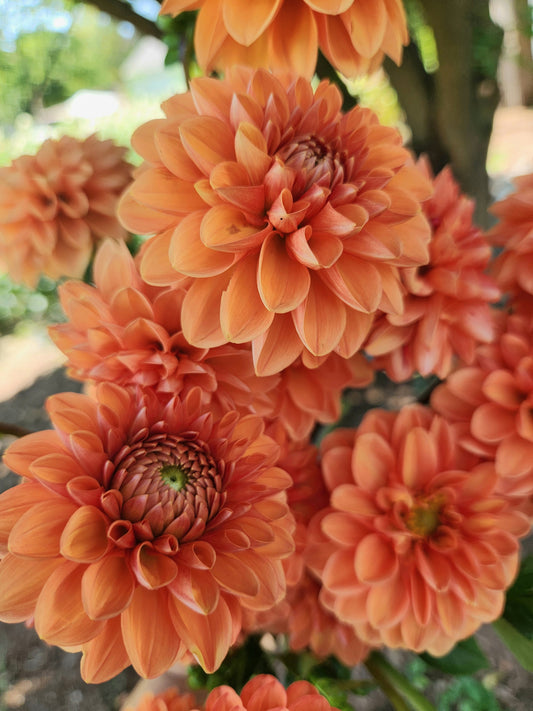 Maarn Dahlia POTTED PLANT
