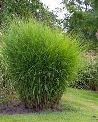 Maiden Grass