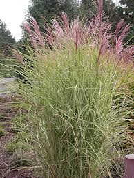 Maiden Grass