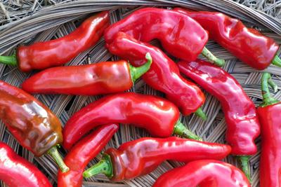Melrose Pepper