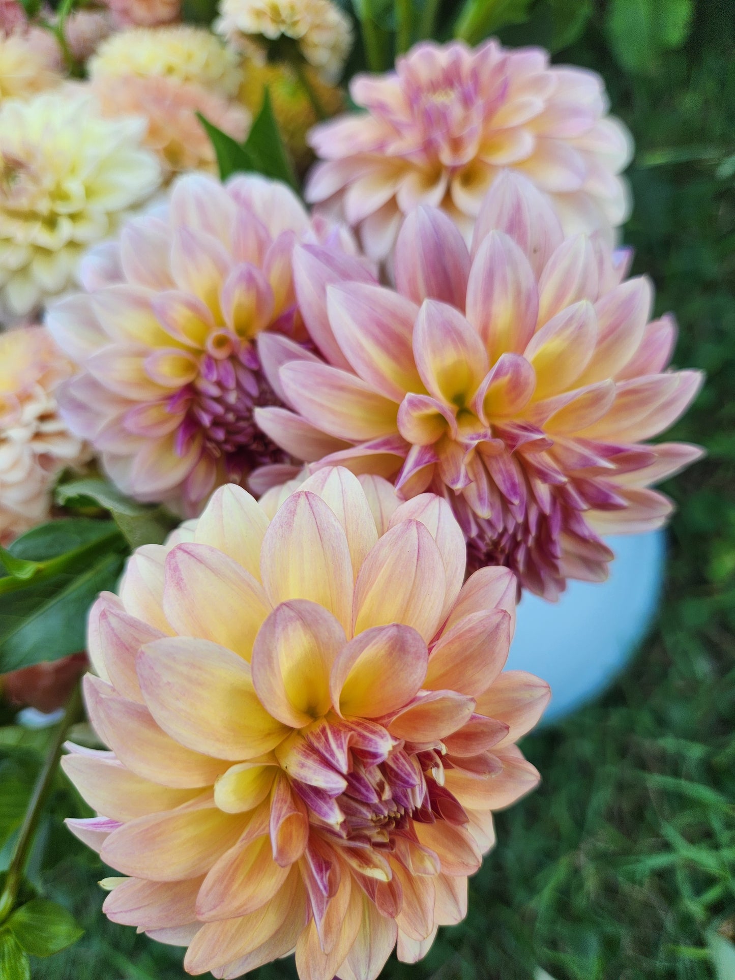 Miss Amara Dahlia Tuber