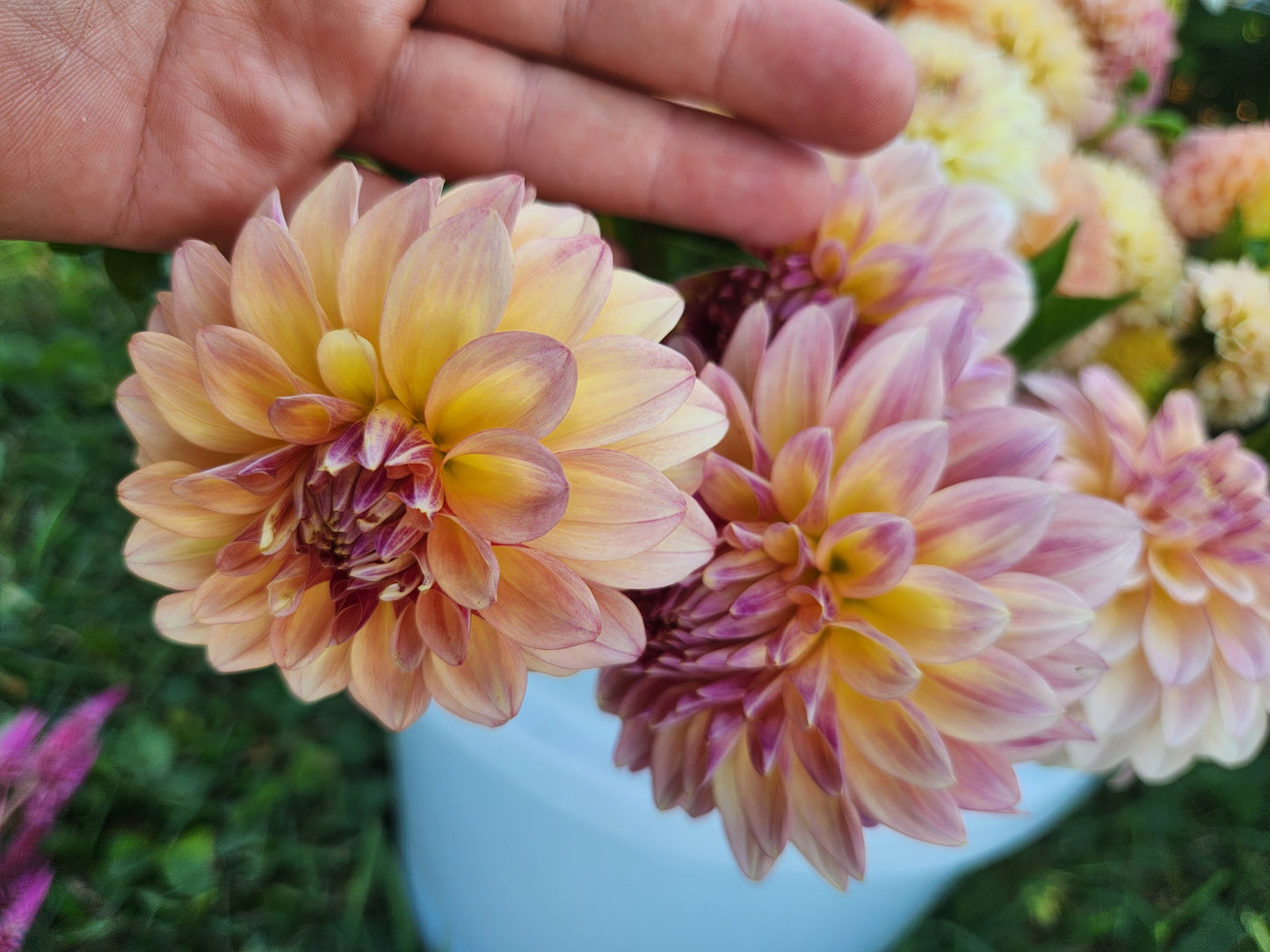 Miss Amara Dahlia Tuber