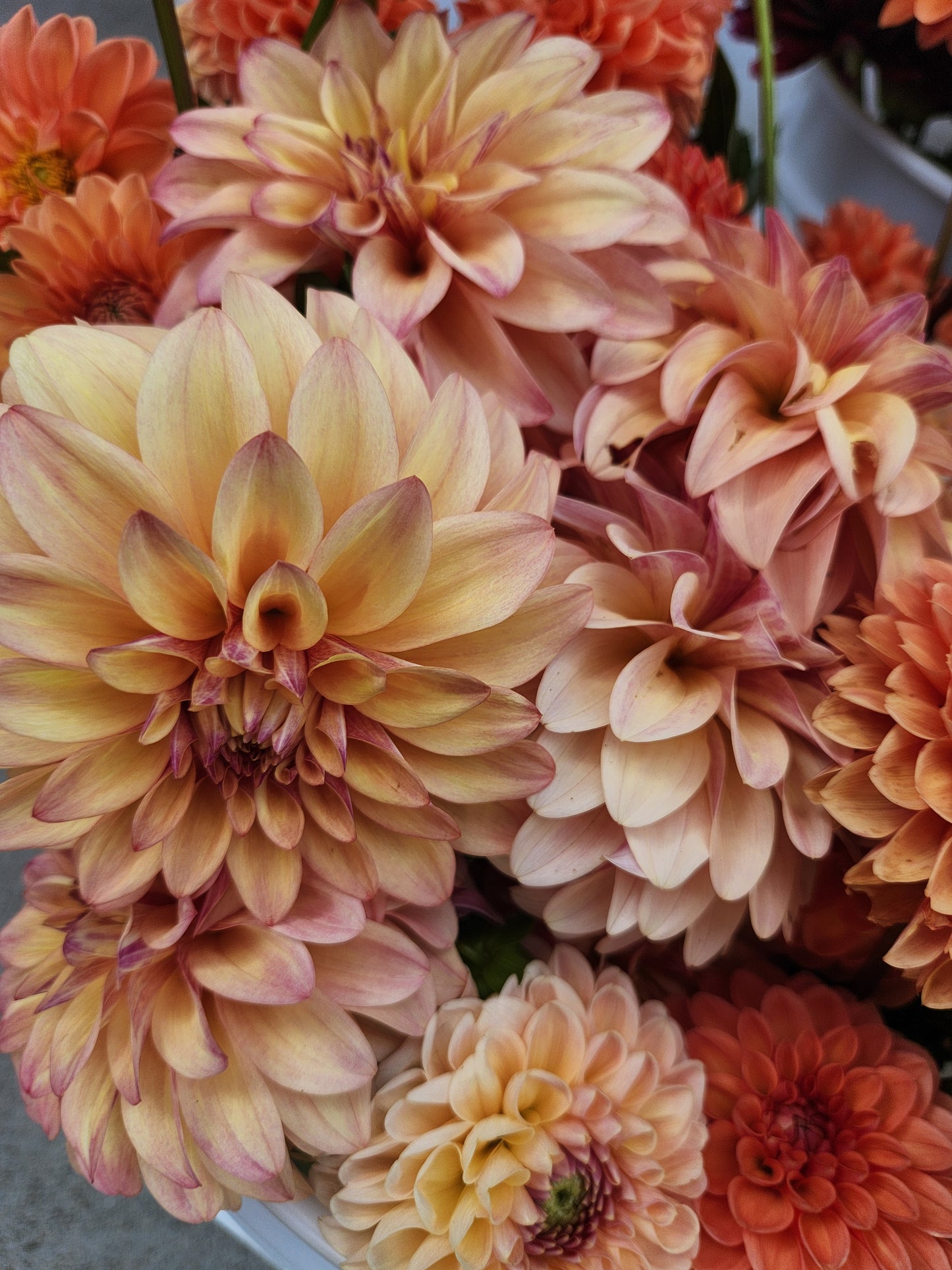 Miss Amara Dahlia Tuber