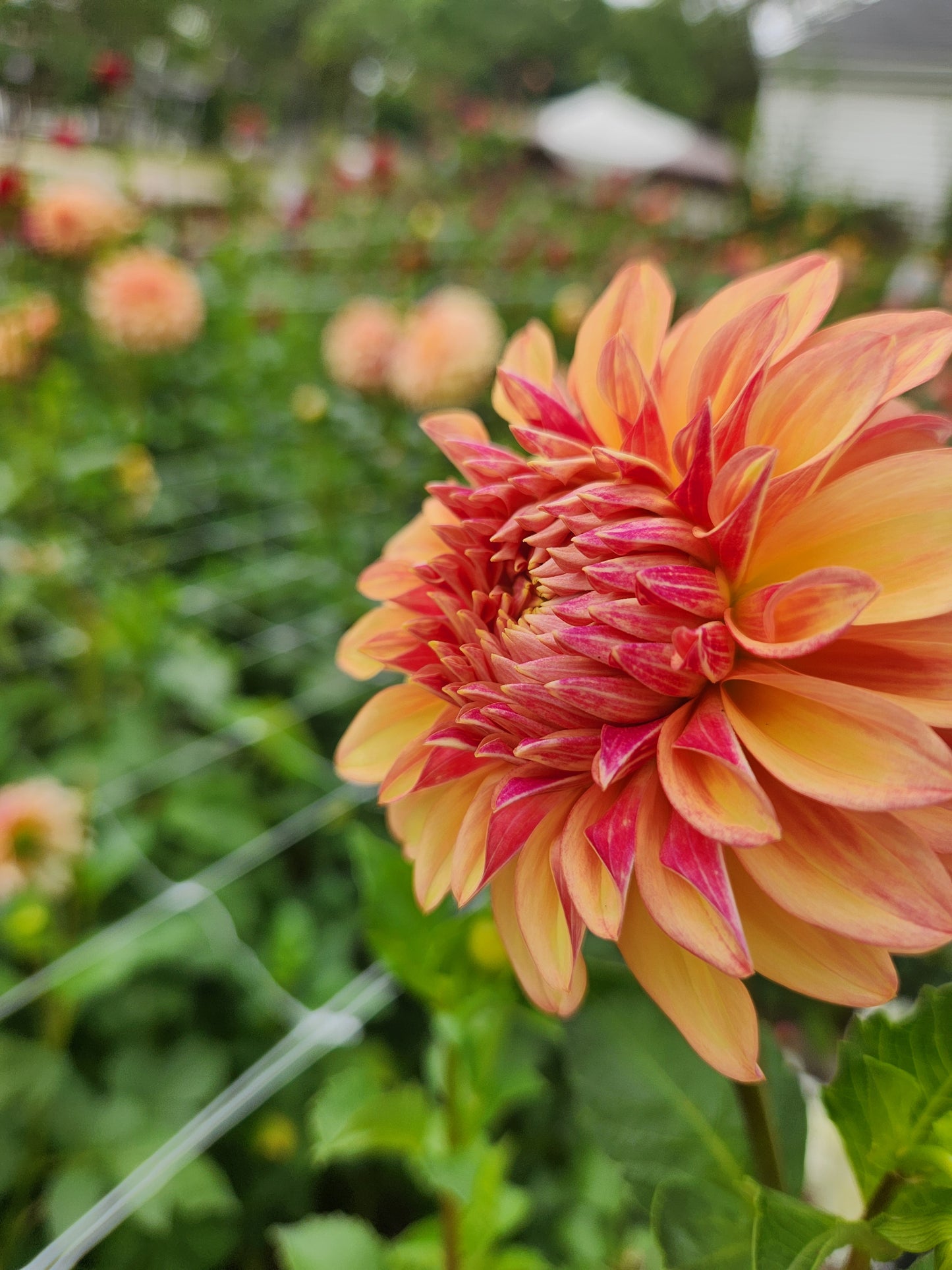 Miss Amara Dahlia Tuber
