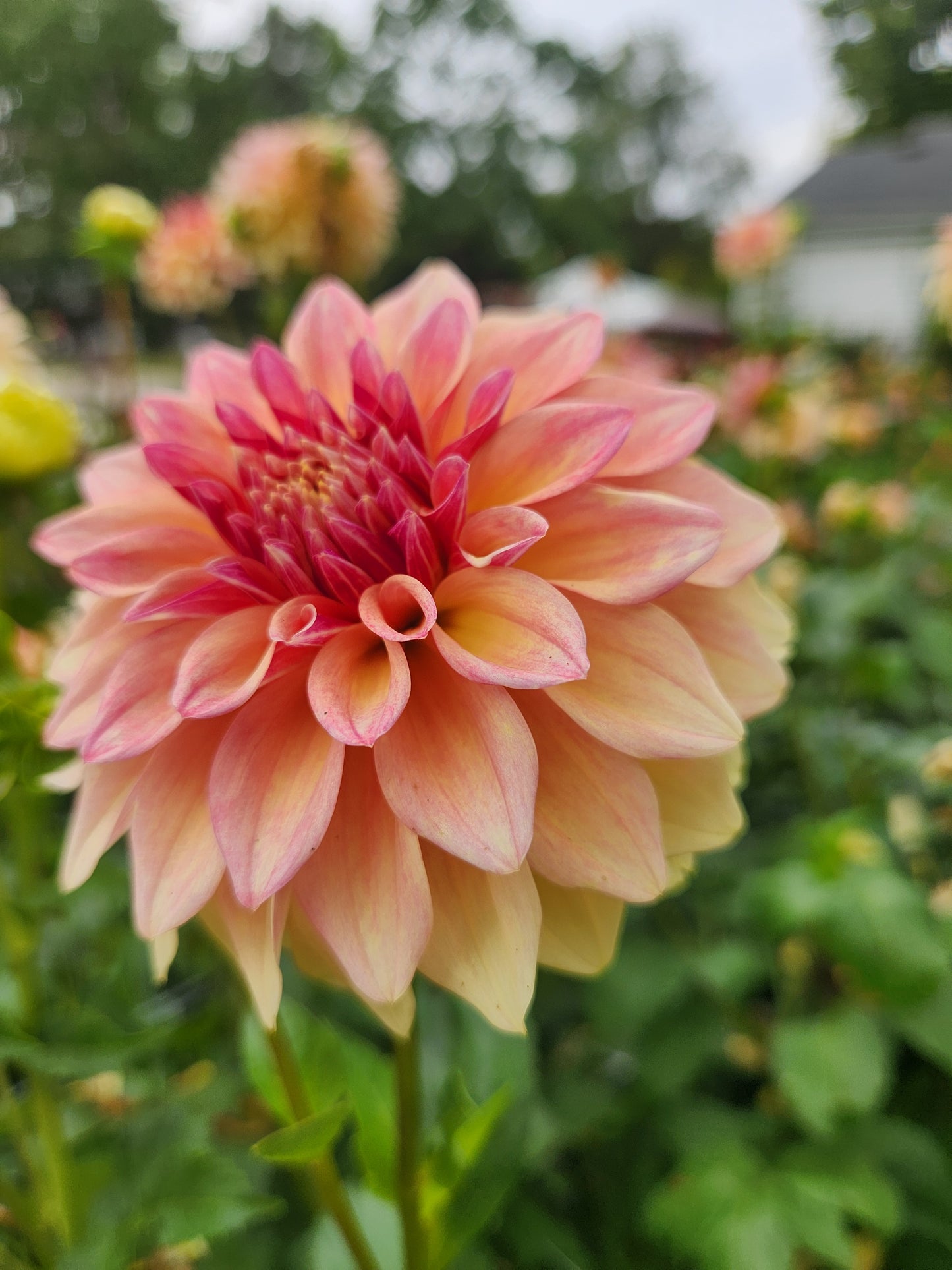 Miss Amara Dahlia Tuber