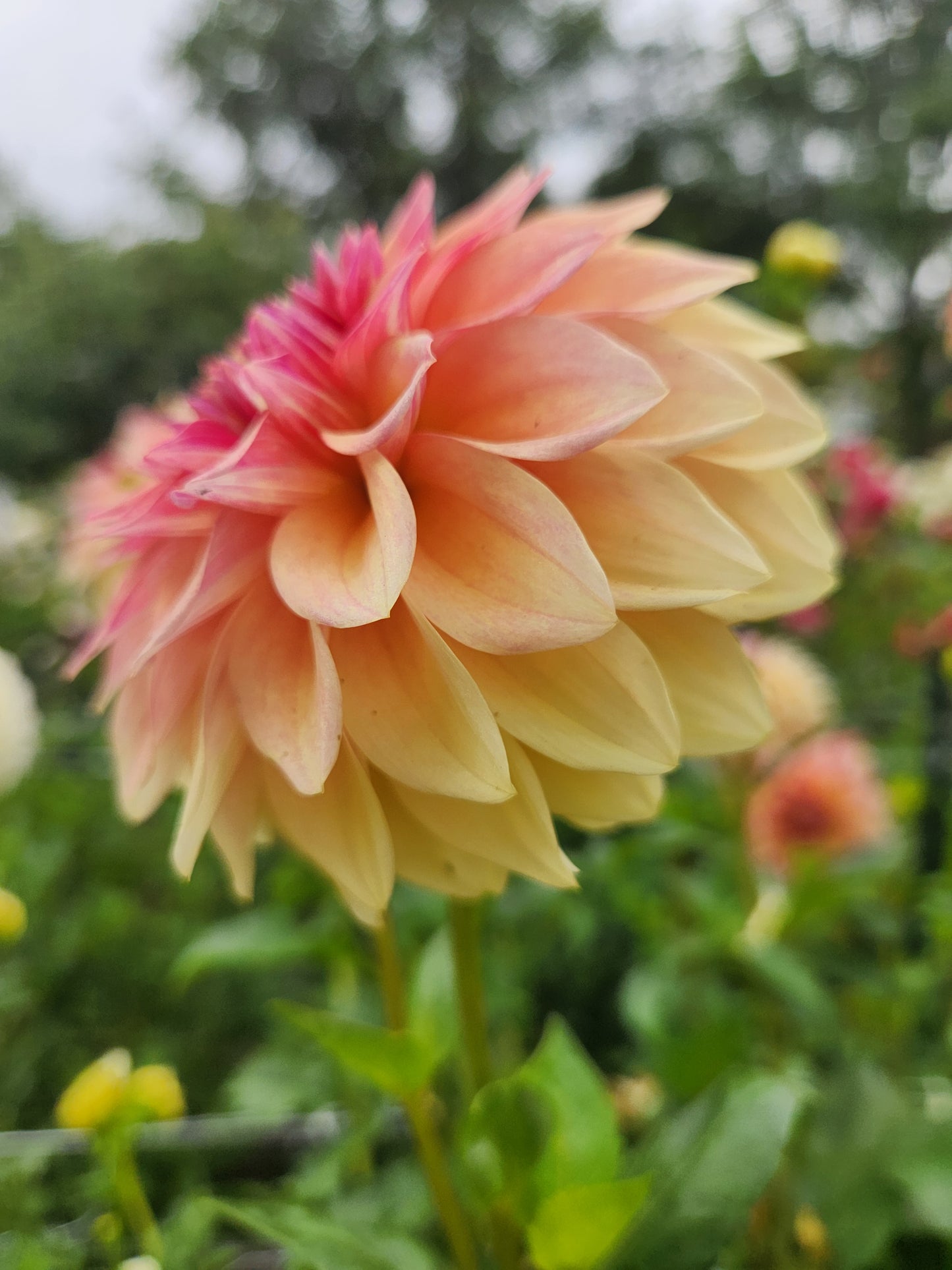 Miss Amara Dahlia Tuber