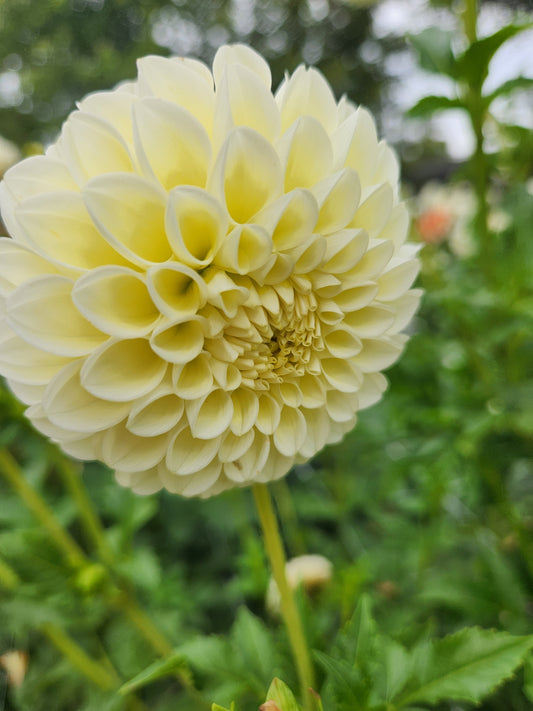 MM Buttercream Dahlia Tuber