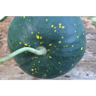 Moon and Stars Watermelon