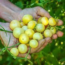 Napa Chardonnay Tomato