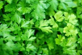 Flat Leaf Parsley