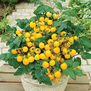 Yellow Choice Patio Tomato