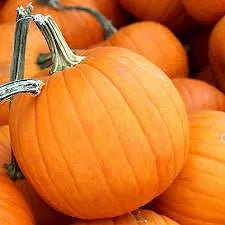 Pie Pumpkin