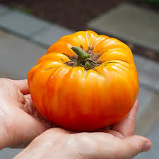 Pineapple Tomato