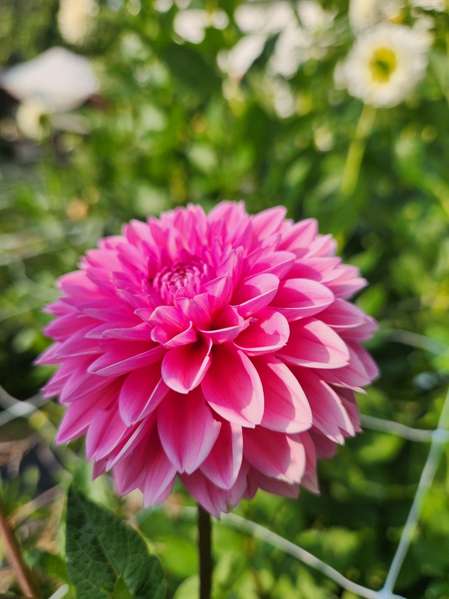 Pink Sylvia Dahlia Tuber