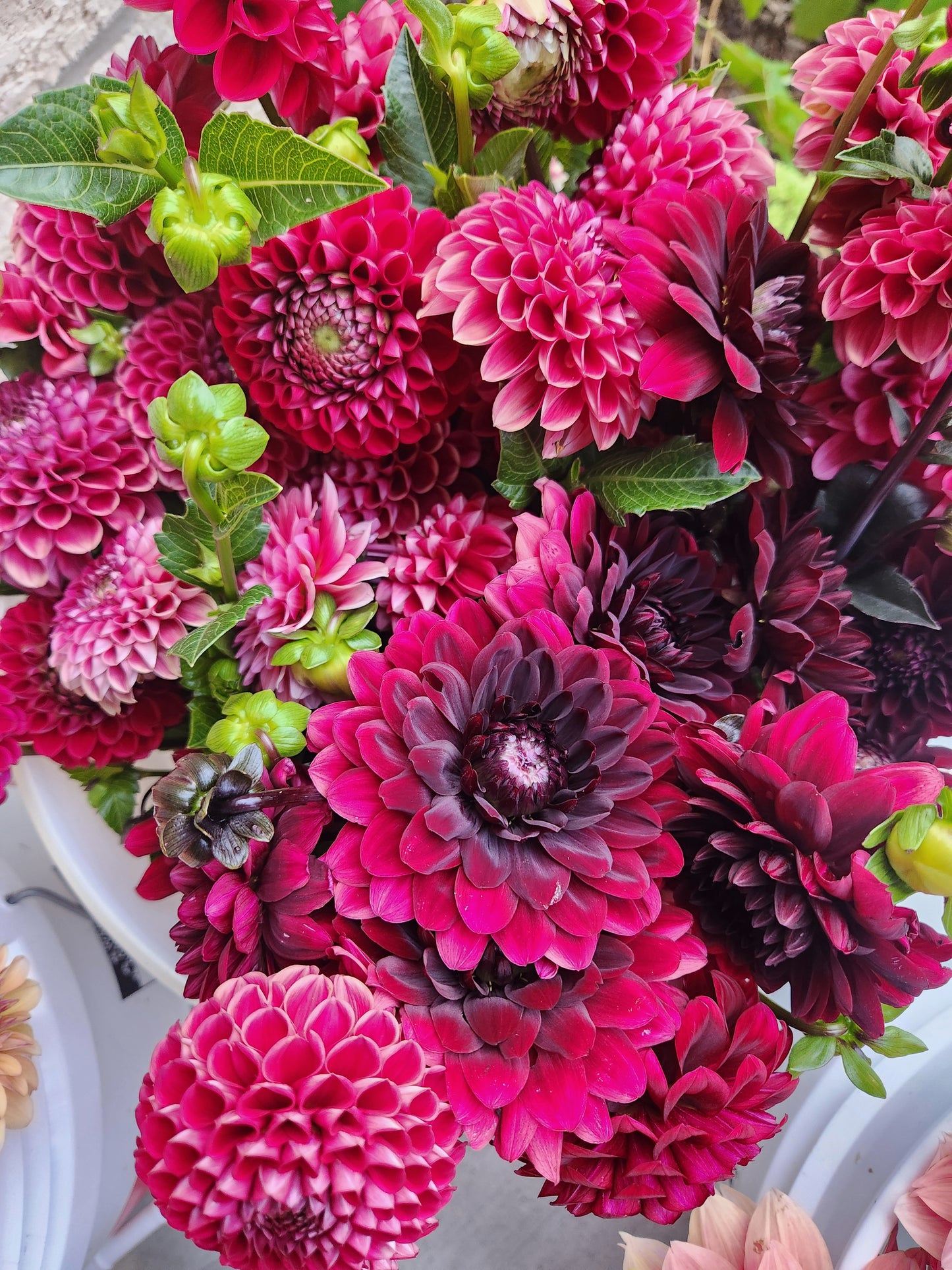 Karma Choc Dahlia Tuber
