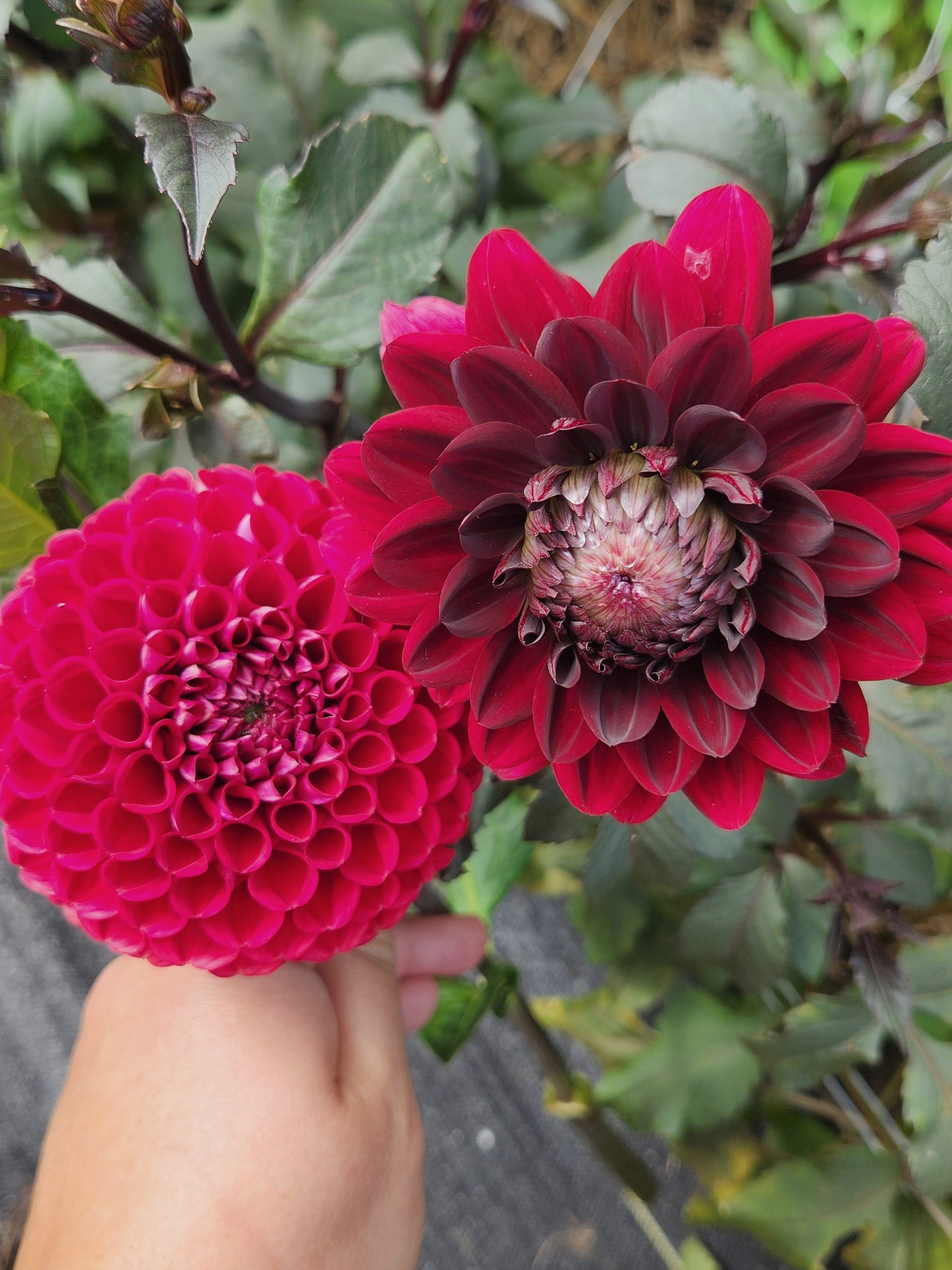 Karma Choc Dahlia Tuber