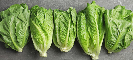 Romaine Lettuce Seedlings