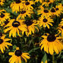 Rudbeckia Black Eyed Susan