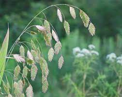 Northern Sea Oats