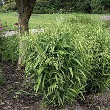 Northern Sea Oats