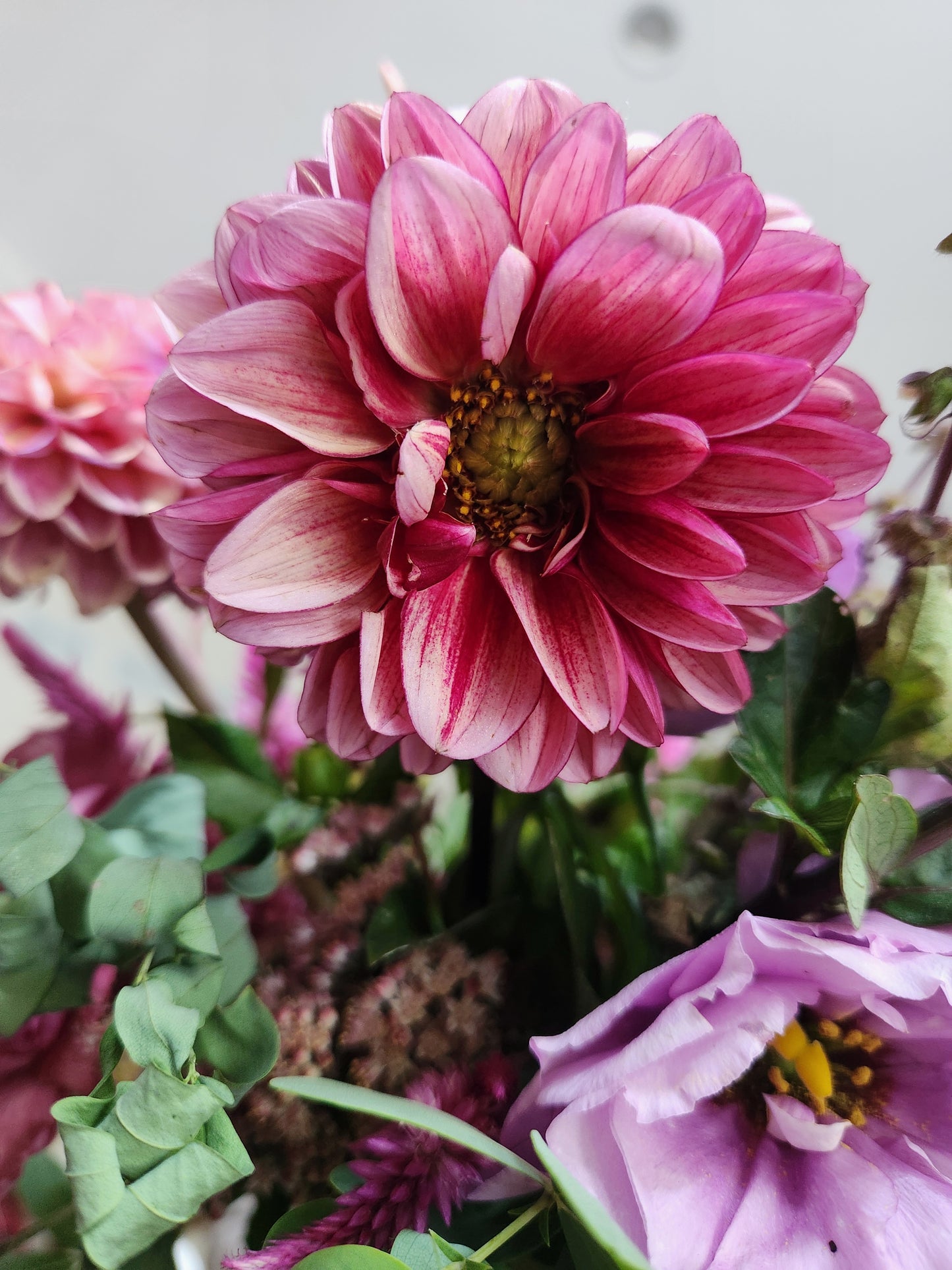 Senior's Hope Dahlia Tuber