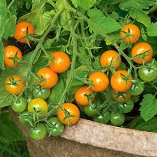 Sungold Cherry Tomato