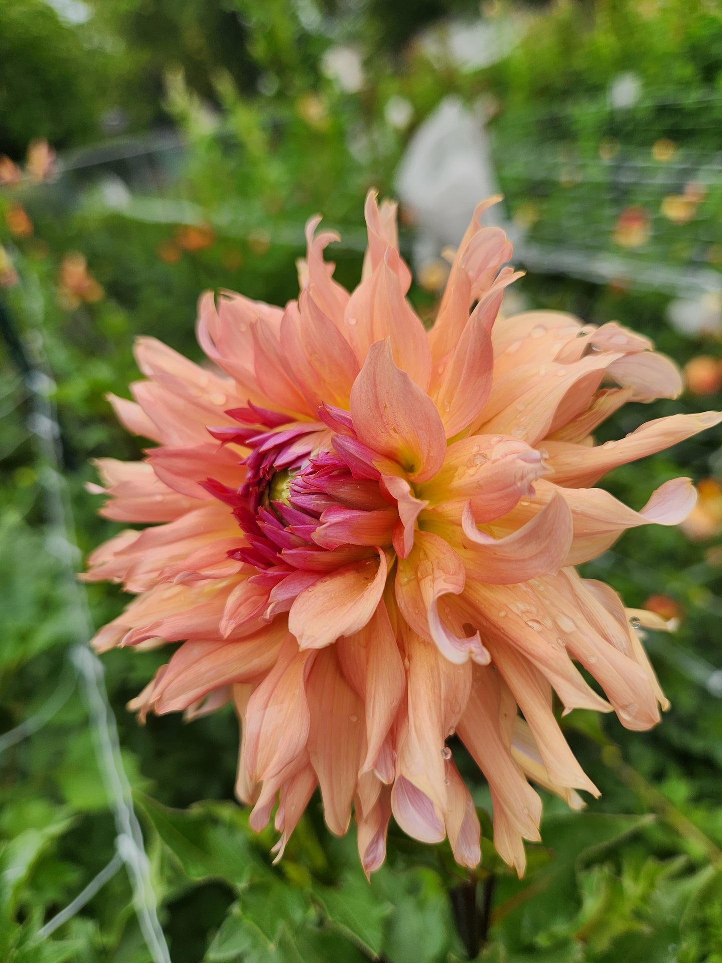 Terracotta Dahlia Tuber Bundle of 10