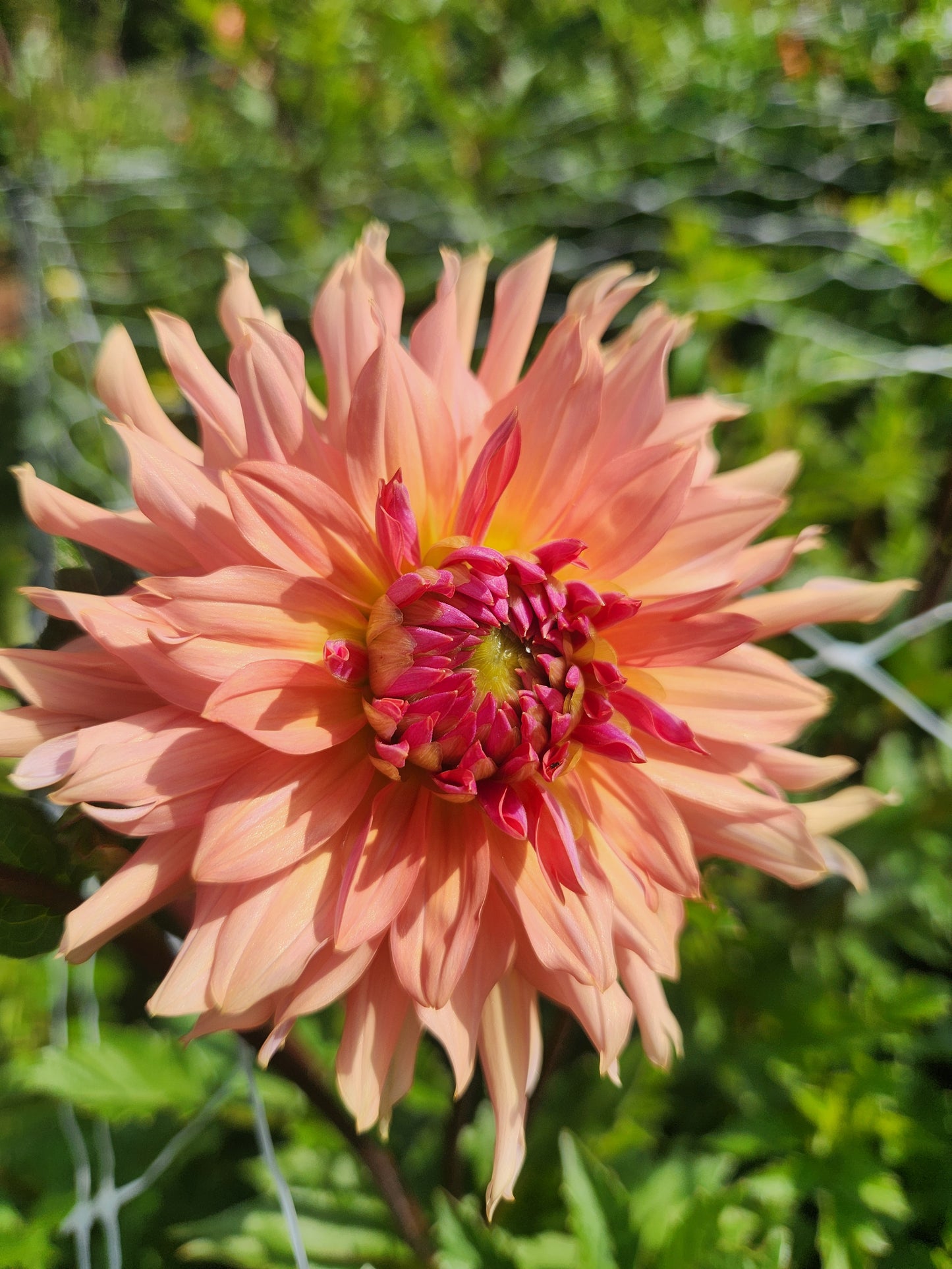 Terracotta Dahlia Tuber Bundle of 10