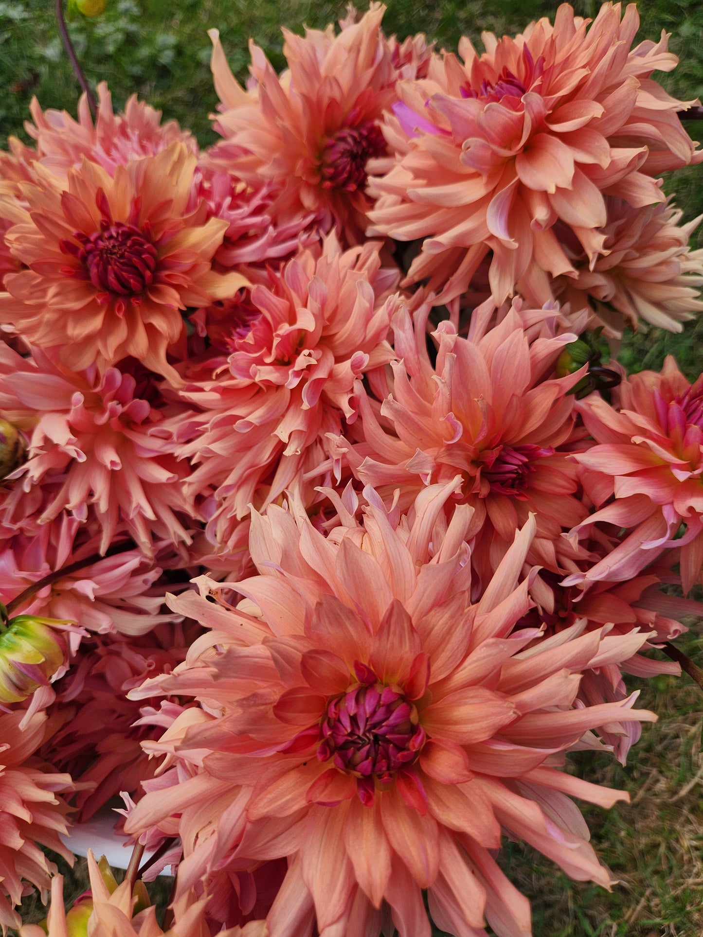 Terracotta Dahlia Tuber Bundle of 10