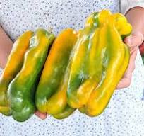 Yellow Monster Bell Pepper