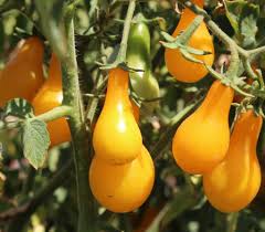 Yellow Pear Tomato
